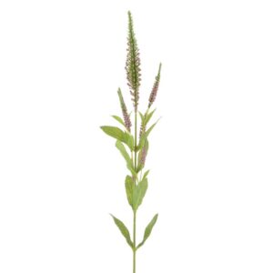 Veronica Spray 72cm Pink-0