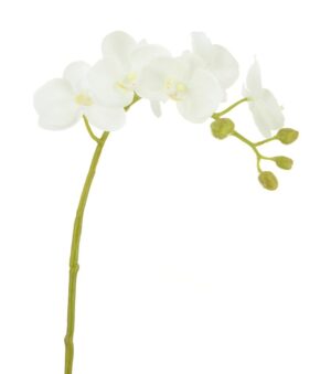 Phalaenopsis Orchid 58cm Cream/Yellow-0