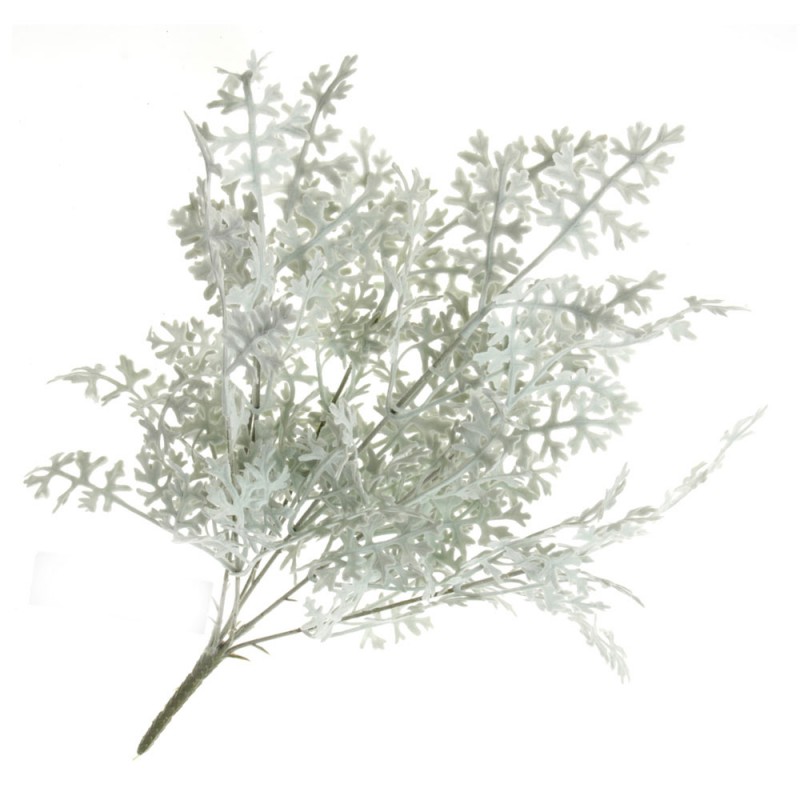 Senecio Cineraria Bush - Green/Grey (45cm long)-0