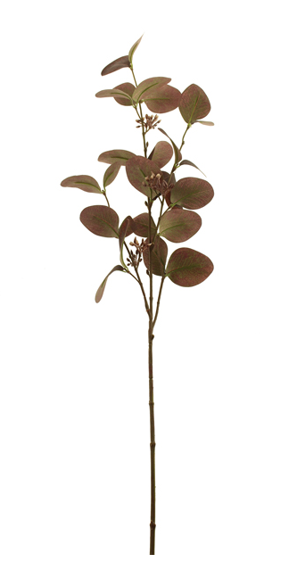 75cm Seeding Eucalyptus Purple-0
