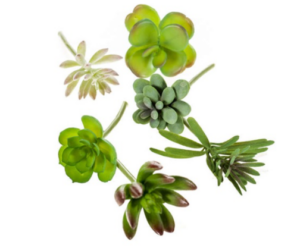 Succulent Assortment Bag Of 6-0