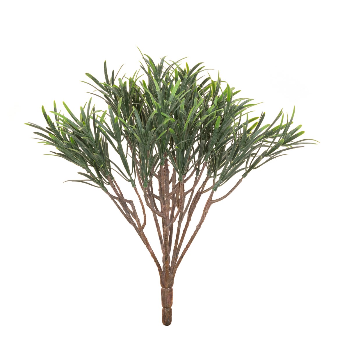 Podocarpus Bush 30cm UV Protected-0