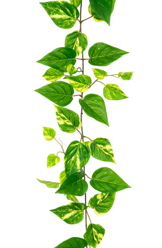 Pothos Garland 152cm UV Protected-0