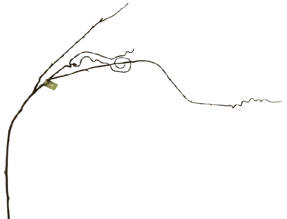 Tall Curly Twig Branch 147cm-0