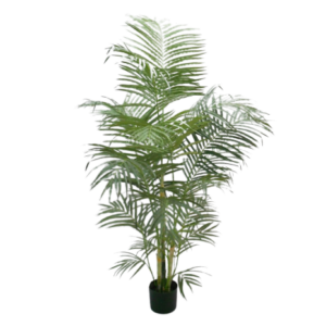 Areca Palm W/549 Leaves 165cm-0
