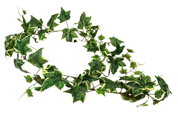 Variegated Ivy Garland 152cm UV Protected-0