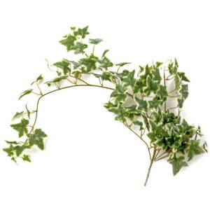 Ivy Bush Variegated 85cm Long-0