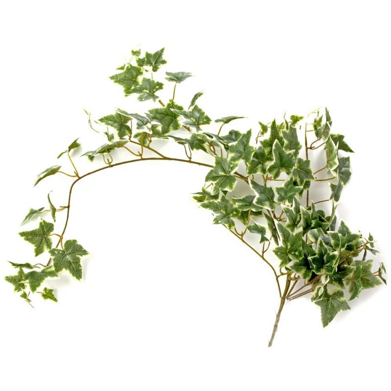 Ivy Bush Variegated 85cm Long-0