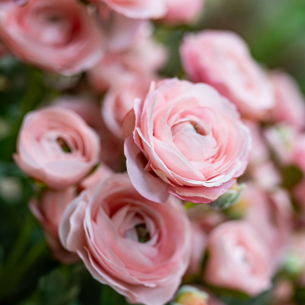 ECO Ranunculus Spray 67cm Pink-24924