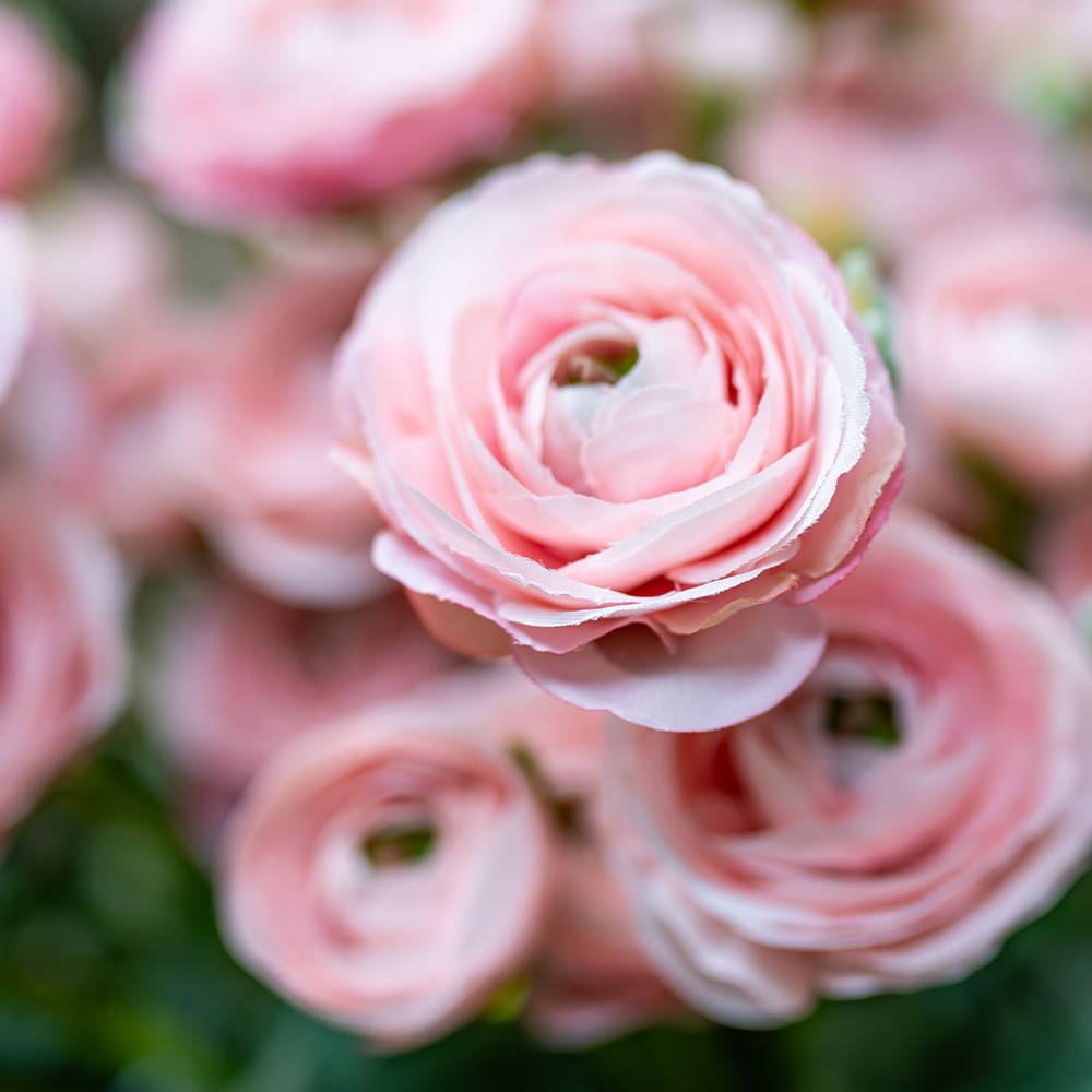 ECO Ranunculus Spray 67cm Pink-24925