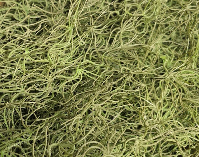 Artificial Tillandsia 120cm Dark Green-27218