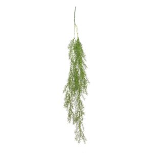 Trailing Asparagus Fern 100cm-0