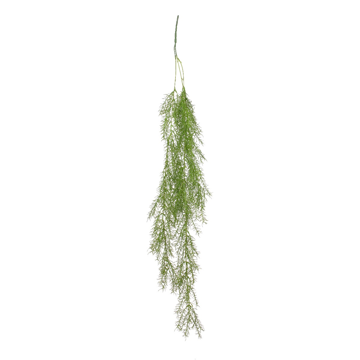 Trailing Asparagus Fern 100cm-0
