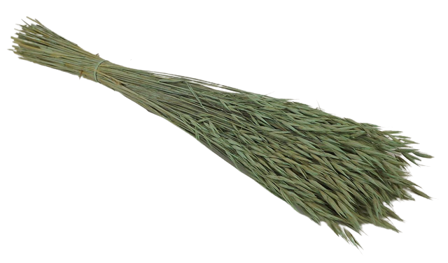 Avena Sativa (Oats) Dusty Green x 200g-0