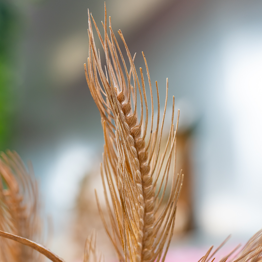 Wheat Spray 79cm Natural-24928