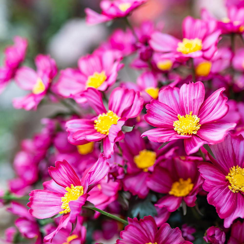 Meadow Cosmos Spray 85cm Wine-24936