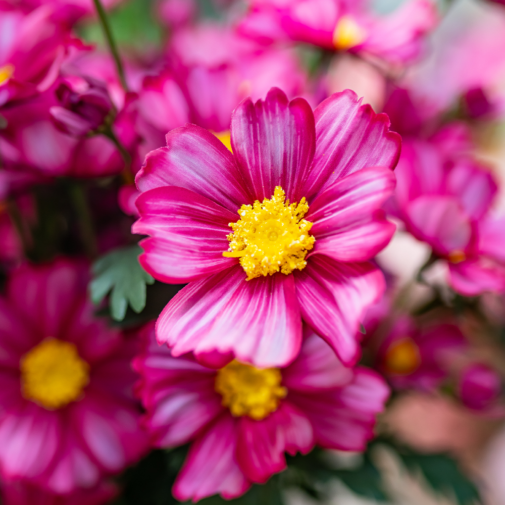 Meadow Cosmos Spray 85cm Wine-24937