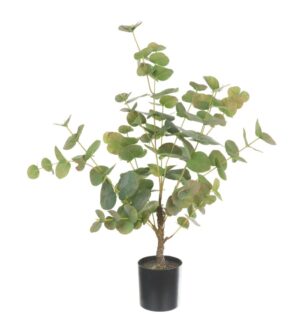 Eucalyptus Tree In Pot 64cm-0