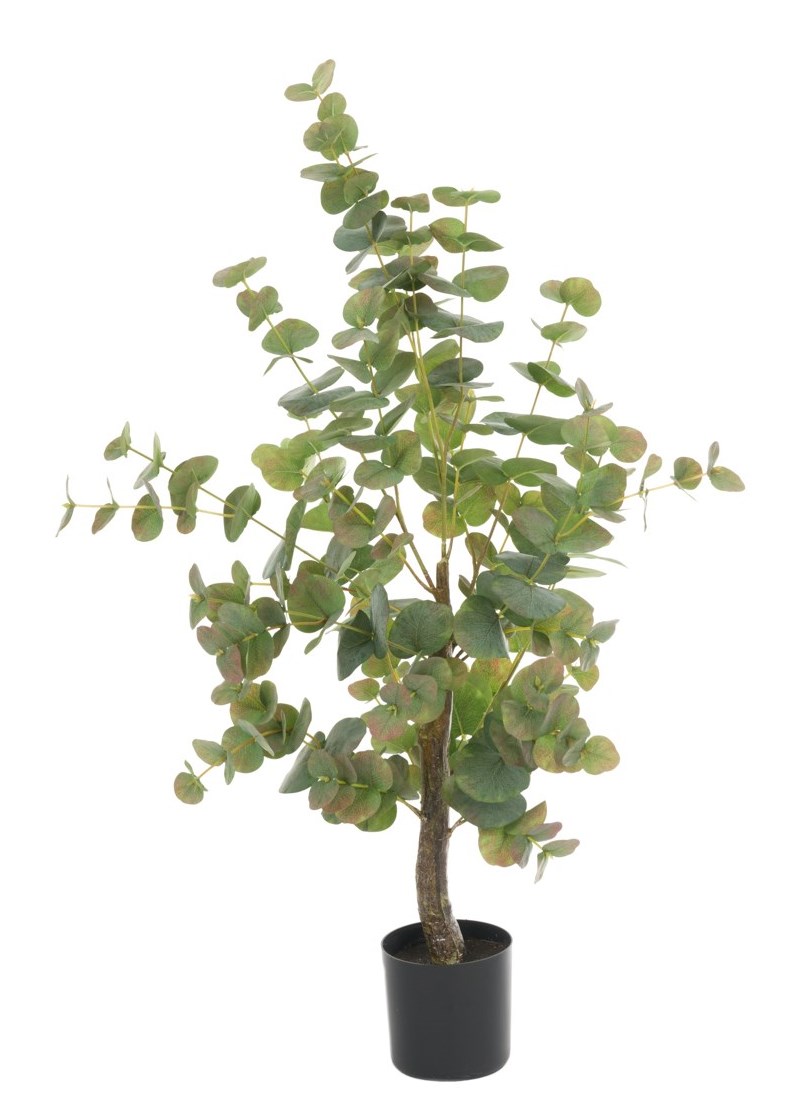 Eucalyptus Tree In Pot 94cm-0
