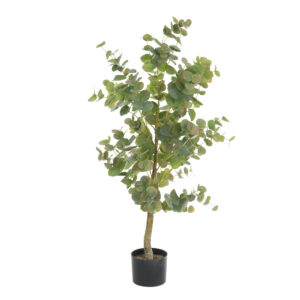 Eucalyptus Tree In Pot 112cm-0