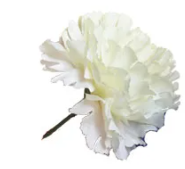 Bloom Carnations Ivory x 12 Stems-0