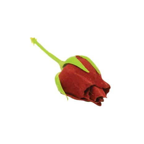 Rosebud Pick Small Red 2.5cm-0