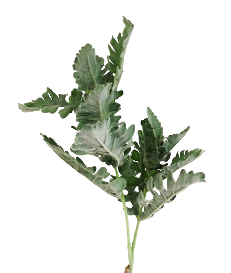 74cm Dusty Miller Spray Green-0