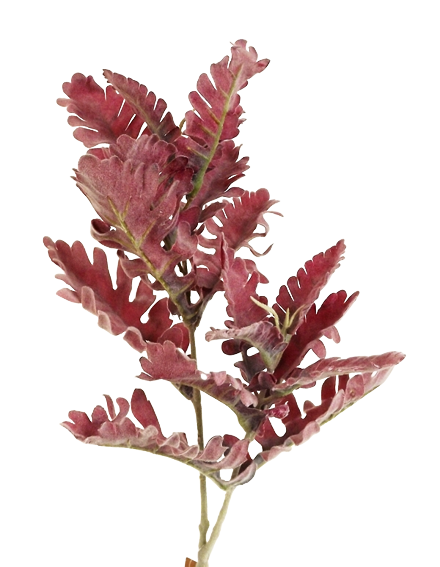 74cm Dusty Miller Spray Burgundy-0