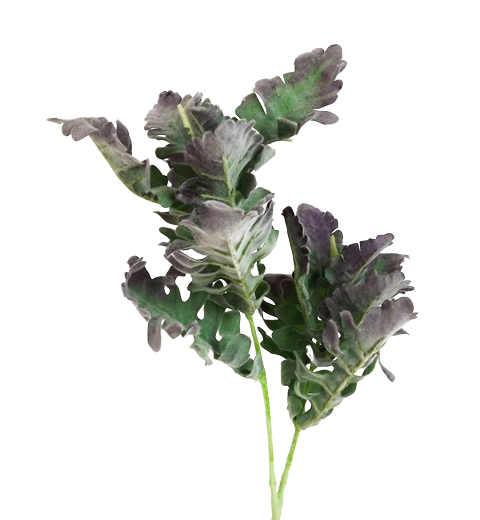 74cm Dusty Miller Spray Green/Purple-0