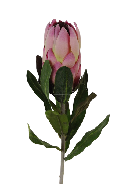 27" Protea Pink-0