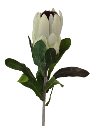 27" Protea Cream-0