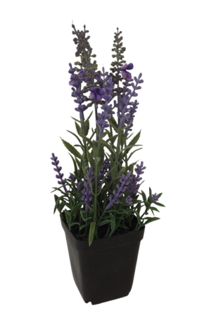 Potted Lavender 26cm-0