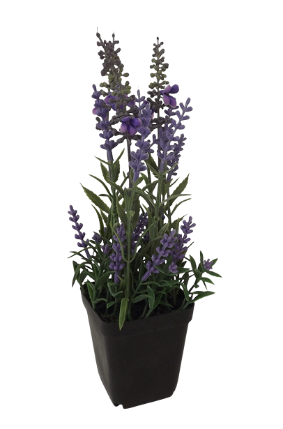 Potted Lavender 26cm-0