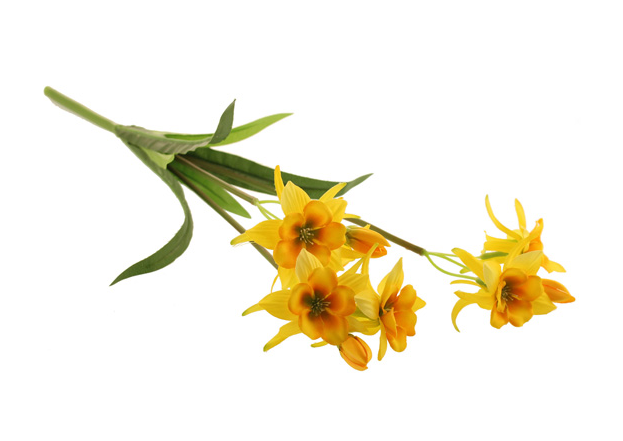 54cm Columbine Bush Yellow-0
