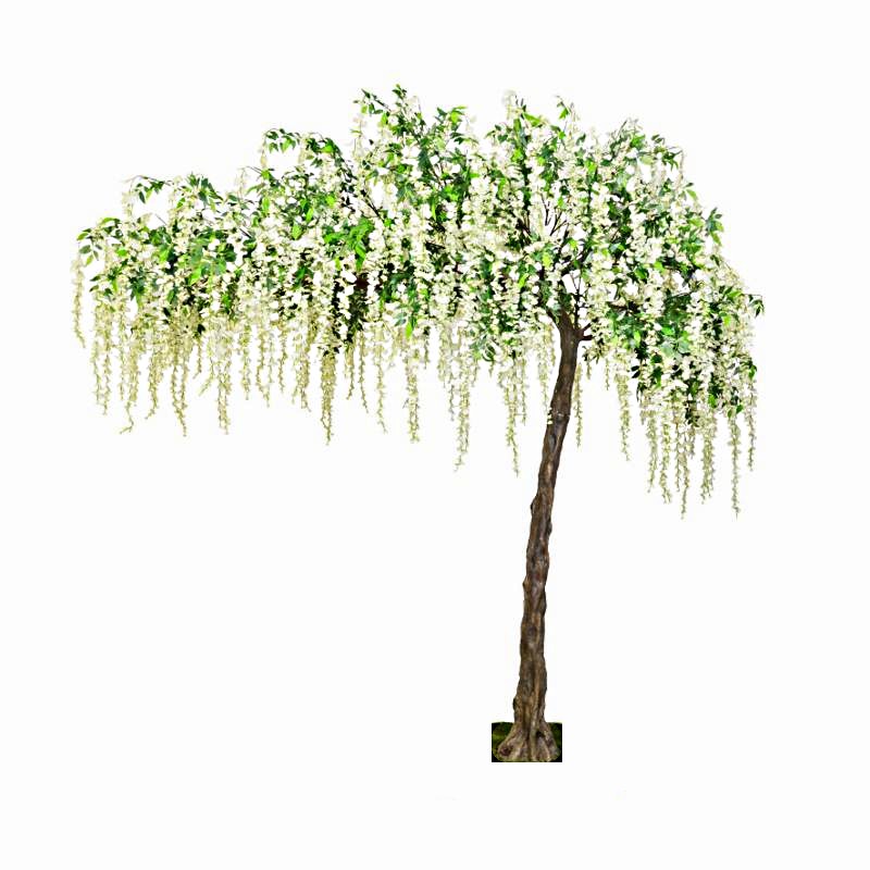 Canopy Wisteria Tree White 3.2mtr Tall-0