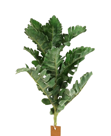 42cm Dusty Miller Pick Green-0
