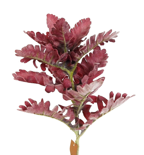 42cm Dusty Miller Pick Burgundy-0