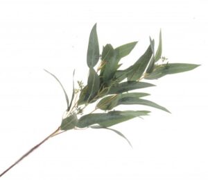 Eucalyptus Nicolii Spray 84cm Green-0