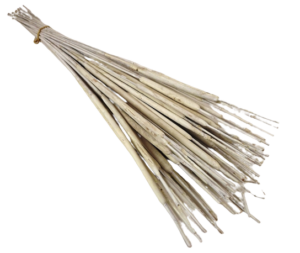 Typha Medium White x 50-0