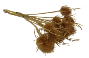 Natural Thistle Bunch-0