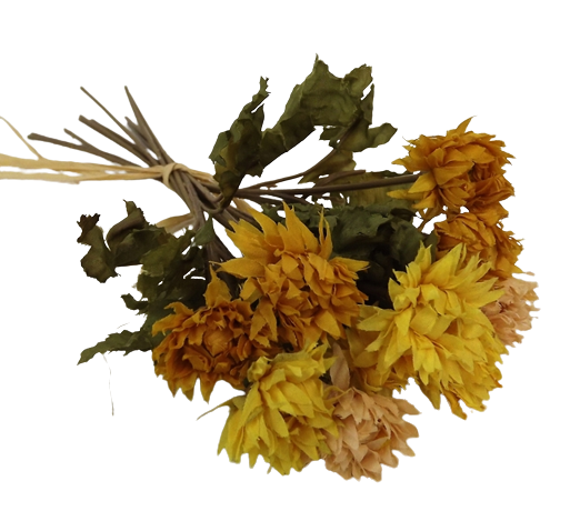 Vintage Strawflower Bundle 30cm Yellow-0