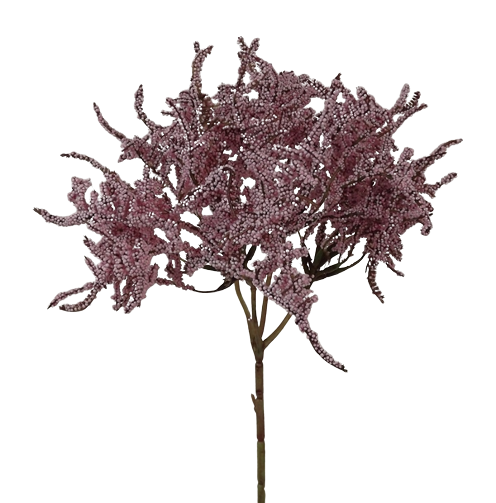Limonium Bush (45cm) Pink-0