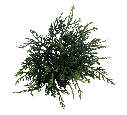 Cushion Bush - Green (25cm Long)-0