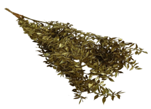 Ruscus x 5 Stems Gold-0