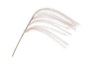 Feather Spray Cream 115cm-0