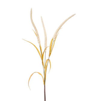 Amaranthus Spray Cream 70cm-0