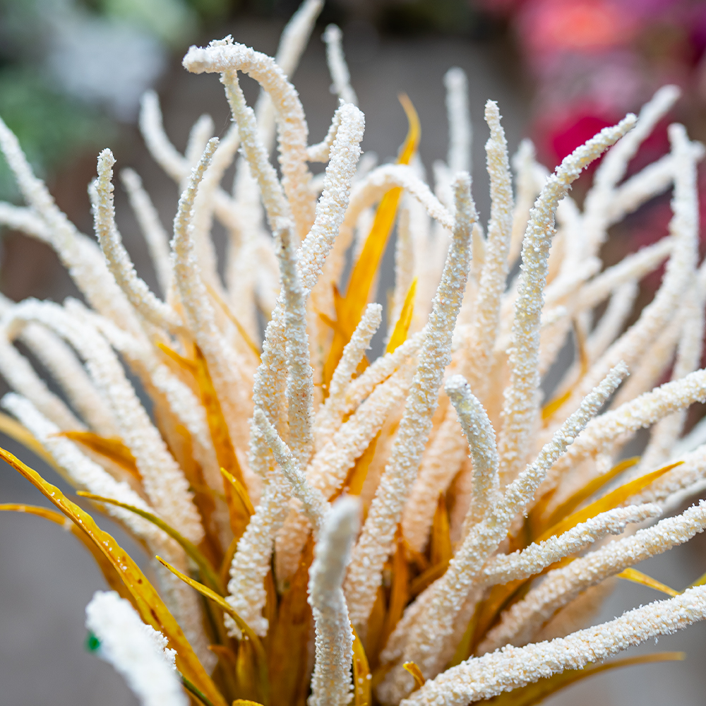 Amaranthus Spray Cream 70cm-24949