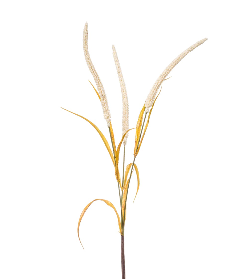 Amaranthus Spray Cream 70cm-0