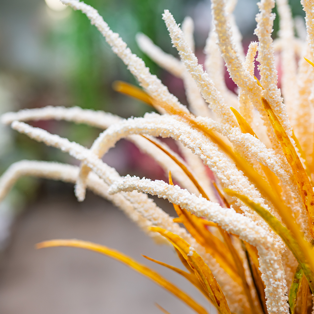 Amaranthus Spray Cream 70cm-24948
