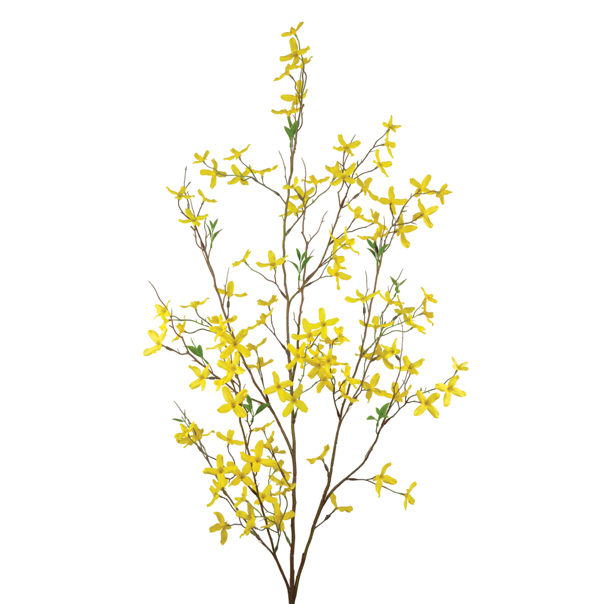 Forsythia Large Yellow 120cm-0